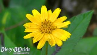 Sphagneticola trilobata Asteraceae Vedélia Wedelia [upl. by Yerrok]