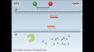 rtPCR animation [upl. by Ferde]