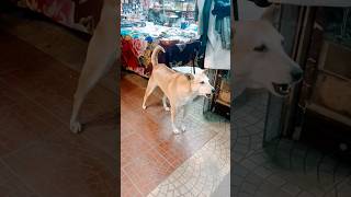 Dog bark song shot dog music short viral trending shortfeed [upl. by Nethsa]