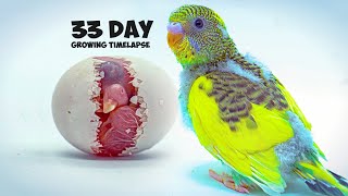 Growing Budgerigar Babies  Growth Stages For 33 Days [upl. by Harrat]