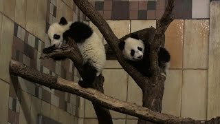 Les pandas jumeaux du zoo de Vienne fêtent leur six mois [upl. by Gaudette]