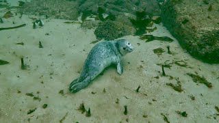 Scuba dive with harbor seal in the kelp forest of McAbee beach Monterey CA [upl. by Ludvig]