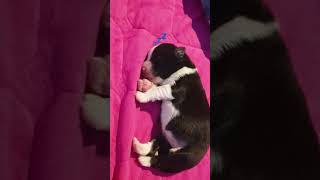 보더콜리새끼가 낮잠을자요😴sleeping boder collie puppy [upl. by Atiz]