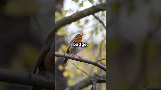 Amazing Facts About Robins You Didnt Know [upl. by Jona]