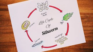 Life Cycle Of Silkworm Easy Drawing Science School Chart Project Easy Silkworm Life Cycle Easy TLM [upl. by Rowell]