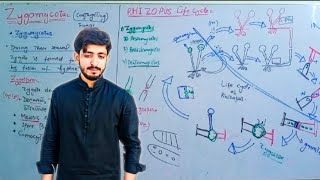 Zygomycota Zygomycetes  Conjugating Fungi   Biology 11th Chapter 8 Fungi [upl. by Eecats414]