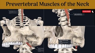 Prevertebral muscles of the neck  Longus cervicis amp capitis  Rectus capitis anterior amp Lateralis [upl. by Gentilis]