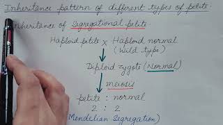 Extranuclear Inheritance by Mitochondria Inheritance pattern of Petite Mutant Genetics [upl. by Pollerd505]