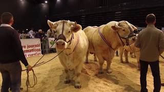 FETE DU CHAROLAIS ROANNE LE SCARABEE [upl. by Seale]