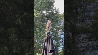 Red shouldered Hawk juvenile sitting on deck umbrella Stayed for nice turkey heart treat [upl. by Ralyat]