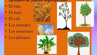 LAS PLANTAS ANGIOSPERMAS Y GIMNOSPERMAS [upl. by Akinas]