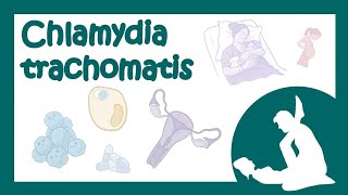 Chlamydia trachomatis хламидия хламидиоз  причины симптомы лечение микробиология лекция [upl. by Nahttam]