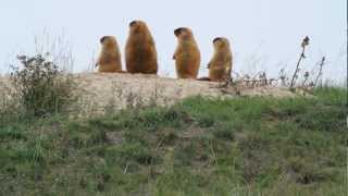 Marmots before hibernation [upl. by Buyer]