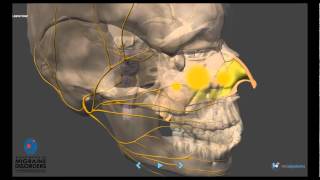 Migraine Pathophysiology  In depth [upl. by Allenad]