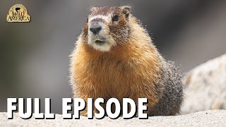 Wild America  S7 E2 Marmot Mountain  Full Episode  FANGS [upl. by Eneroc]