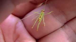 Cute Baby Grasshopper [upl. by Quirita]