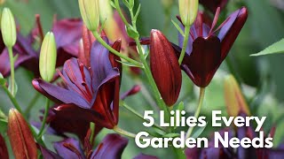 5 Lilies Every Garden Needs [upl. by Judon]