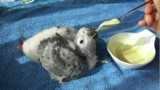 African grey baby Hand feeding 8 weeks old Bébé gris du gabon ヨウムの赤ちゃん 8週目 [upl. by Oyr759]