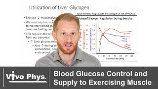 Blood Glucose Control and Supply to Skeletal Muscle During Exercise [upl. by Allerie295]