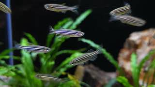 Danio rerio wild bij Aquarium Speciaalzaak Utaka [upl. by Myrt950]