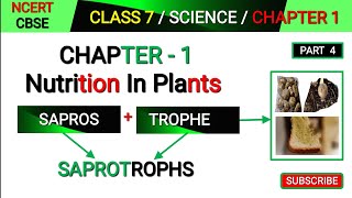 Saprotrophs  Class 7 Science Chapter 1  Nutrition in plants  Mode of Nutrition in plants [upl. by Aneel]