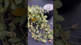 햇살 좋은곳에 두었더니 금방 말라 매일 물 줘야하는데…🤔 디시디아 멜론 Dischidia ovata Watermelon Dischidia [upl. by Avilys601]