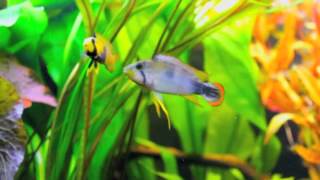 Apistogramma Pandurini Couple [upl. by Aramot526]