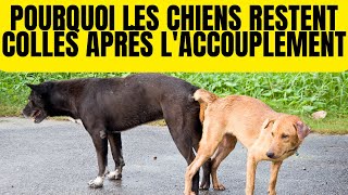 Pourquoi les Chiens Restent CoincésCollés Après L’accouplement  Noeud [upl. by Necaj414]