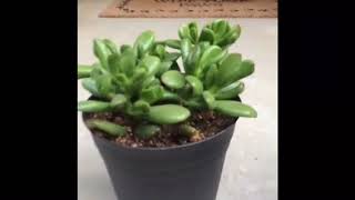 My crassula collection and tips for caring for crassula plants [upl. by Yornoc]