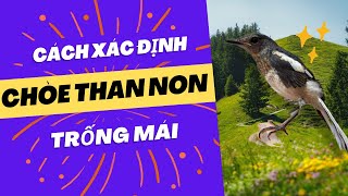 Cách phân biệt choè than non trống mái chuẩn [upl. by Eeldivad]