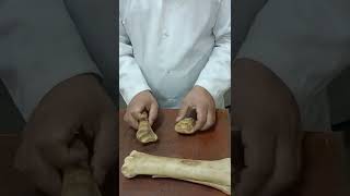 phalanges of the horse دكتور رمضان ساري [upl. by Efthim501]