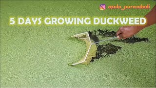 The Growth of Duckweed Day by Day  Growing Duckweed in 5 Days [upl. by Atteuqehs]