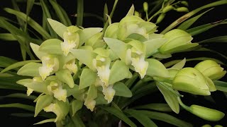 ¿Cómo hacer que el cultivo de la Orquídea Cymbidium sea fácil y sin complicarnos la vida [upl. by Ydualc]