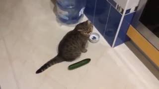 Funny cats scared of cucumbers  cat vs cucumber compilation [upl. by Autry]