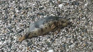 2023 Pupping Season  21 day old seal pup  10th November Sorry for the blurry parts [upl. by Louisette]