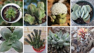 30 ESPÉCIES DE PLANTAS SUCULENTAS DO GÊNERO CRASSULA PARA IDENTIFICAÇÃO [upl. by Gwendolen]