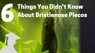 6 Things You Didnt Know About Bristlenose Plecos Catfish Ancistrus [upl. by Sprague]