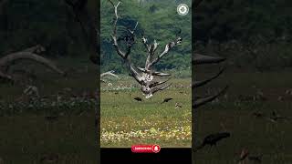 WILD and FREE geese shorts ytshorts 4kvideo india 2024 [upl. by Adnoval]