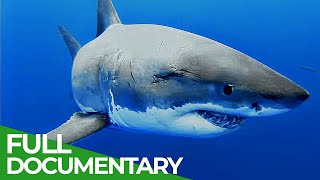 Adventure Ocean Quest The White Sharks of Guadalupe  Episode 4  Free Documentary Nature [upl. by Rebmyt]