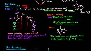 Purine and Pyrimidine Nucleotide Biosynthesis [upl. by Loring]