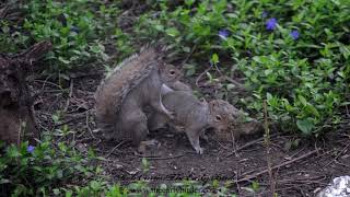 EASTERN GRAY SQUIRREL Sciurus carolinensis mating attempts [upl. by Jami616]