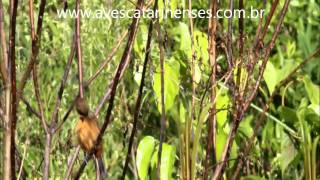 Curió Sporophila angolensis Chestnutbellied SeedFinch  MVI 8496 [upl. by Frankhouse733]