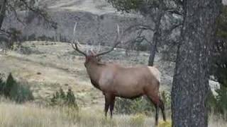 Bull Elk Bugle [upl. by Bullen]