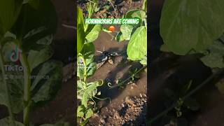 Hornworms hornworm tomato gardening laugh office gardenlife gardeningtips shorts short [upl. by Nosidda939]