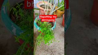 Bhringraj plant  youtubeshorts plantslover terracegardening bhringraj [upl. by Severn]