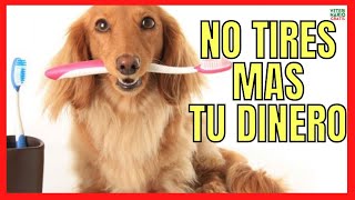 🪥 ¿CÓMO HACER PASTA DE DIENTES CASERA PARA PERROS 🪥 CON O SIN BICARBONATO [upl. by Analem]