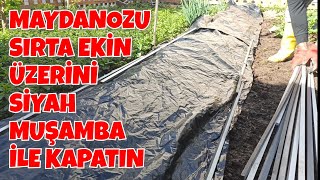 Ektim Ektim Çıkmadı Diyenler İçin Garanti Maydanoz Ekme Yöntemi [upl. by Annaili102]