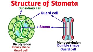 Structure of Stomata  Stomatal apparatus  Guard cells  Pravin Bhosale [upl. by Dorcy]