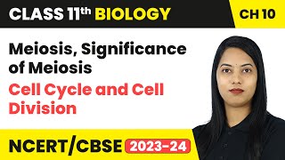 Meiosis Significance of Meiosis  Cell Cycle and Cell Division  Class 11 Biology Ch 10  CBSE [upl. by Onirefez]