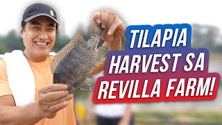 Tilapia Harvest sa Aming Family Farm Hacienda Azucena  Ramon Bong Revilla Jr Vlogs [upl. by Coulombe589]